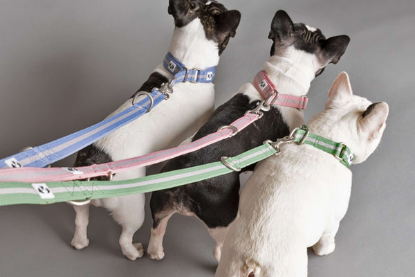 Snoot Style Matching Dog Collars and Dog Leads.