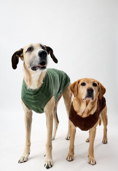 Two dogs wearing green and brown fleece dog coats on a white background