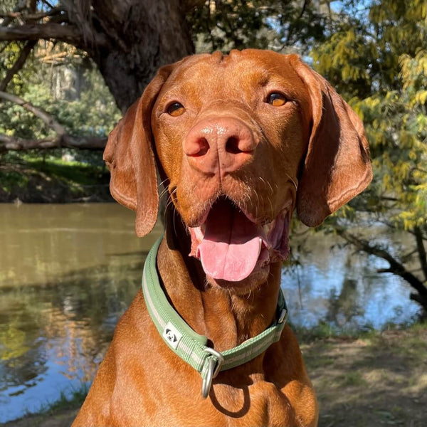 Snoot Style padded neoprene martingale collar.