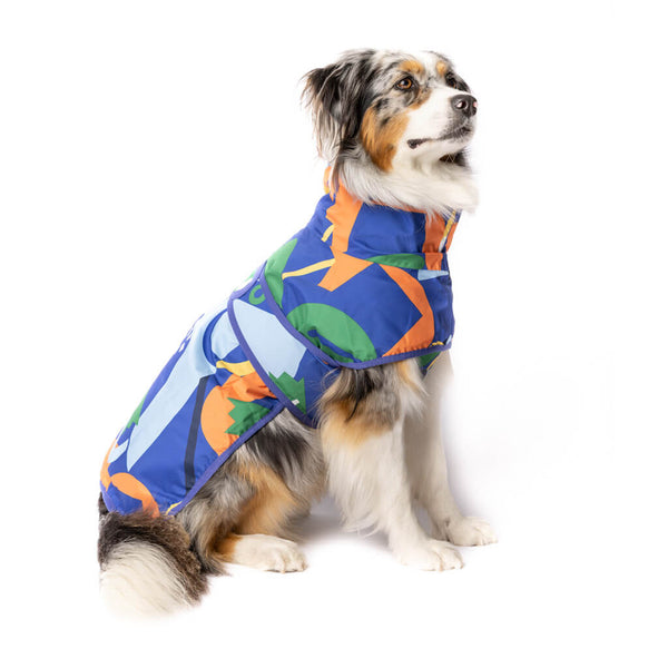 Dog wearing a colorful raincoat on a white background