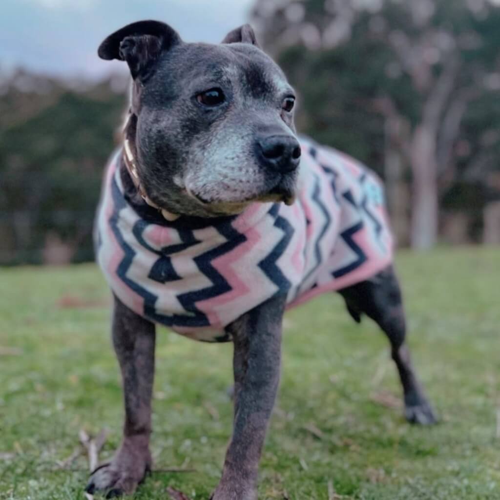 Dog wearing a pink and black patterned coat standing on grass with trees in the background