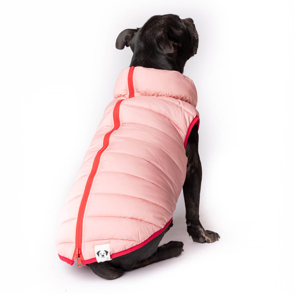 Dog wearing a pink puffer vest with red trim on a white background