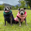 Two dogs wearing puffer vests in a grassy outdoor setting with mountains in the background.