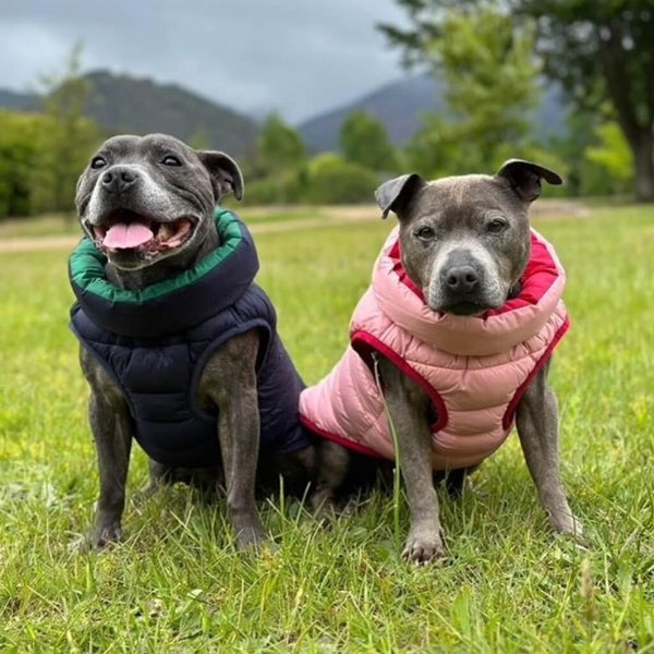 Two dogs wearing puffer vests in a grassy outdoor setting with mountains in the background.