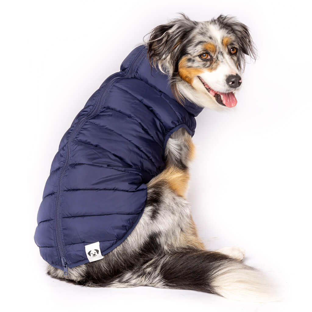 Dog wearing a blue puffer vest on a white background