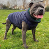 Dog wearing a blue puffer coat standing on grass