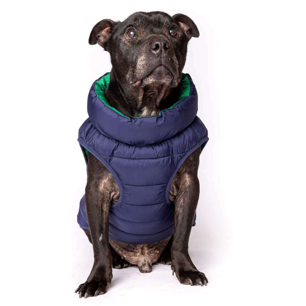 Dog wearing a blue puffer vest on a white background