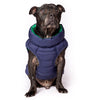 Dog wearing a blue puffer vest on a white background