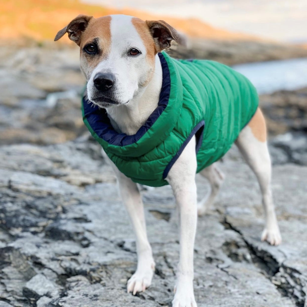 Dog wearing a green puffer vest standing on rocks with a natural background