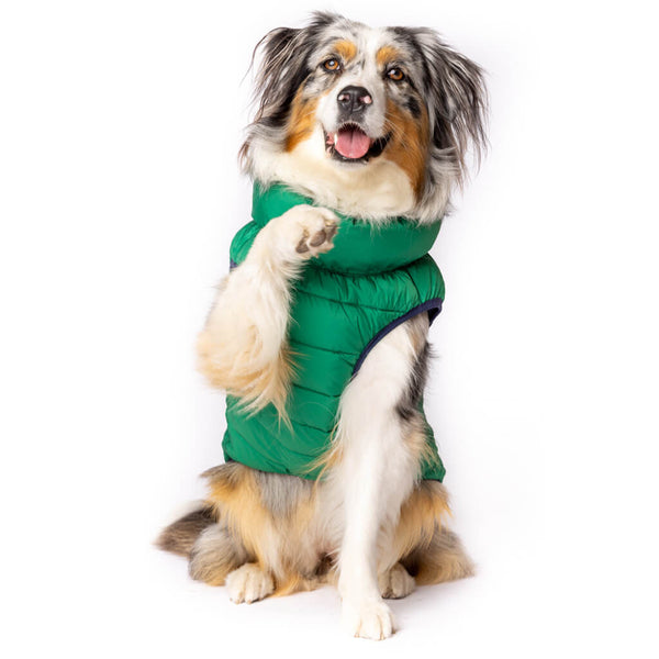 Dog wearing a green puffer vest on a white background