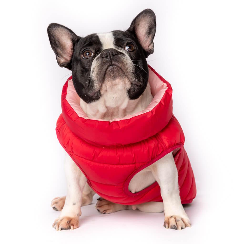Dog wearing a red puffer coat on a white background