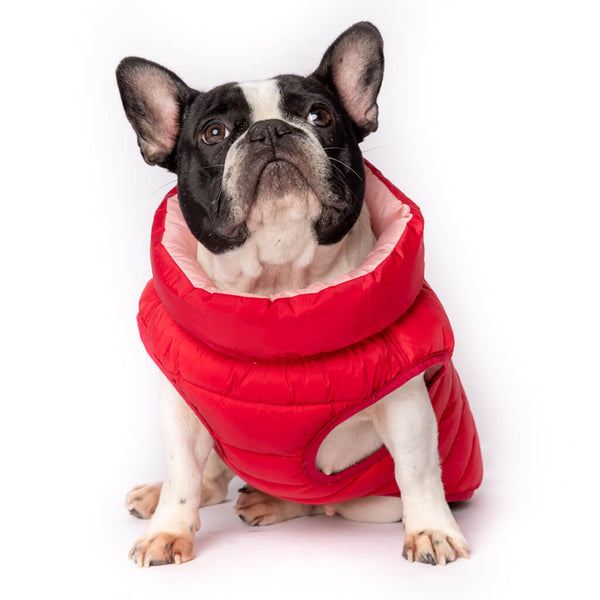 Dog wearing a red puffer coat on a white background