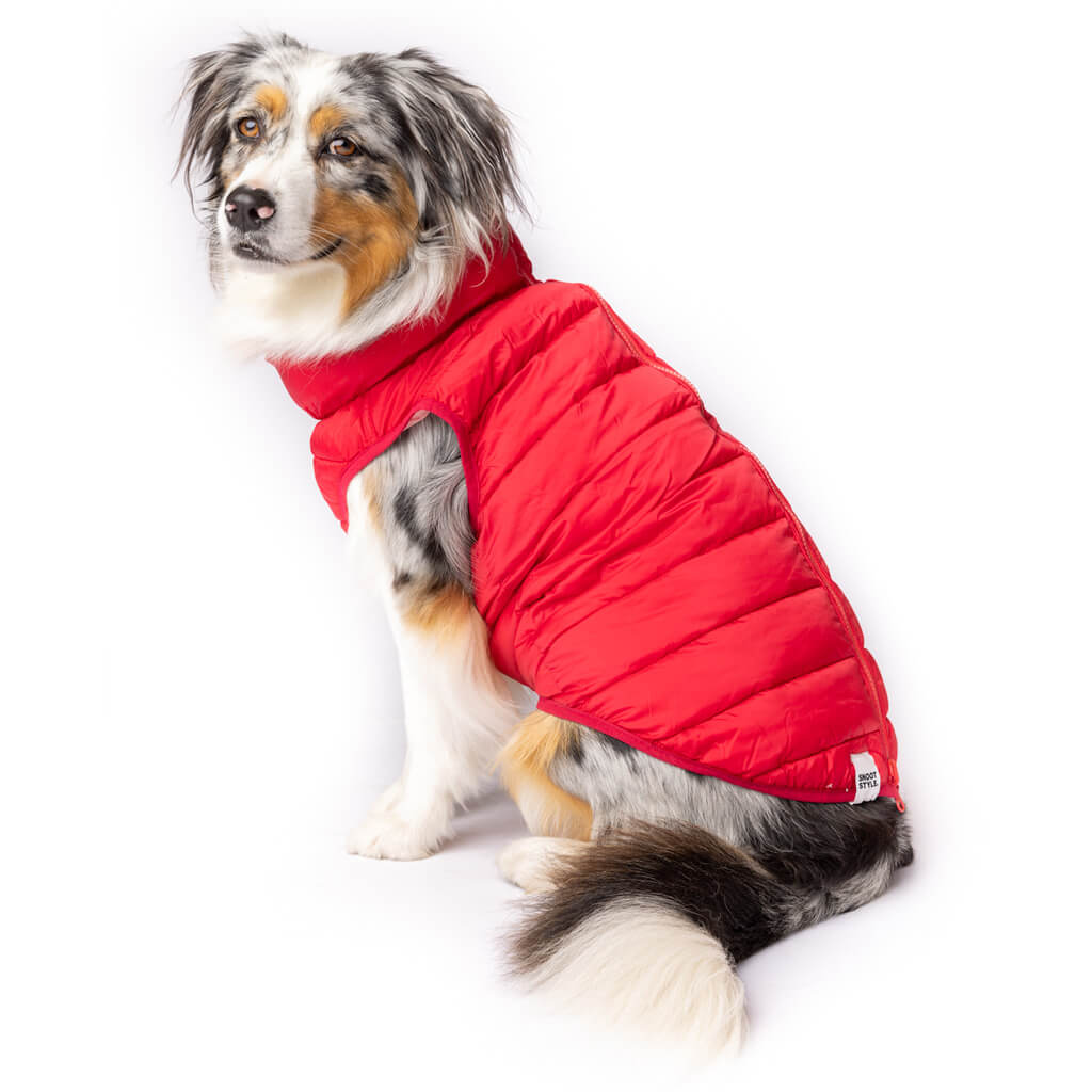 Dog wearing a red puffer vest on a white background