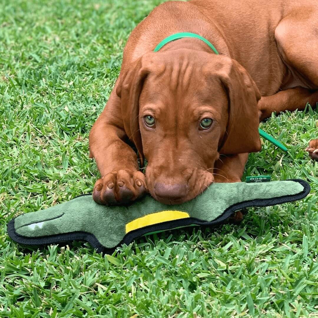 Snoot Style Tough Dog Toys for Puppies.