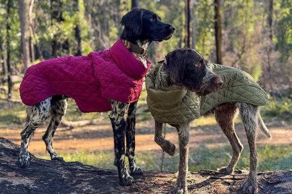 Two dogs wearing quilted dog jackets standing on a forest floor.