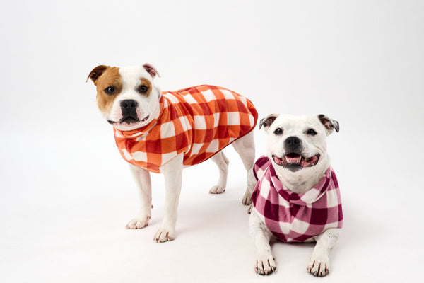 Two dogs wearing checkered fleece dog coats on a white background