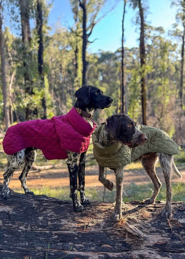 Best fitting warm winter dog coats Snoot Style