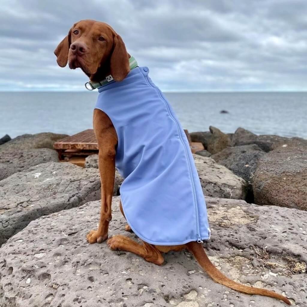 Snoot Style back zip dog raincoat.