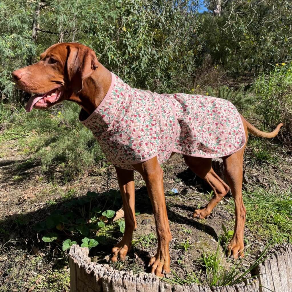 Snoot Style lightweight dog raincoat.