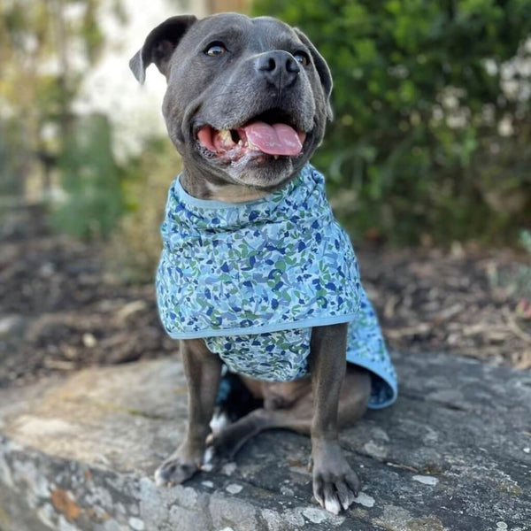 Snoot Style lightweight dog raincoat.