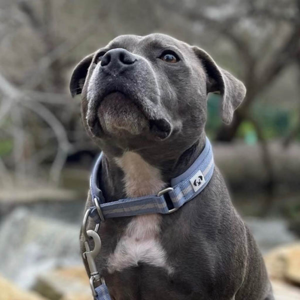 Snoot Style martingale collar for dogs.