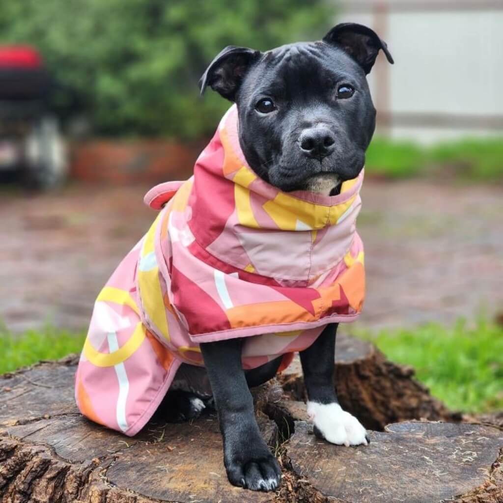 Beat the Elements Dog Raincoat | Graphic Print