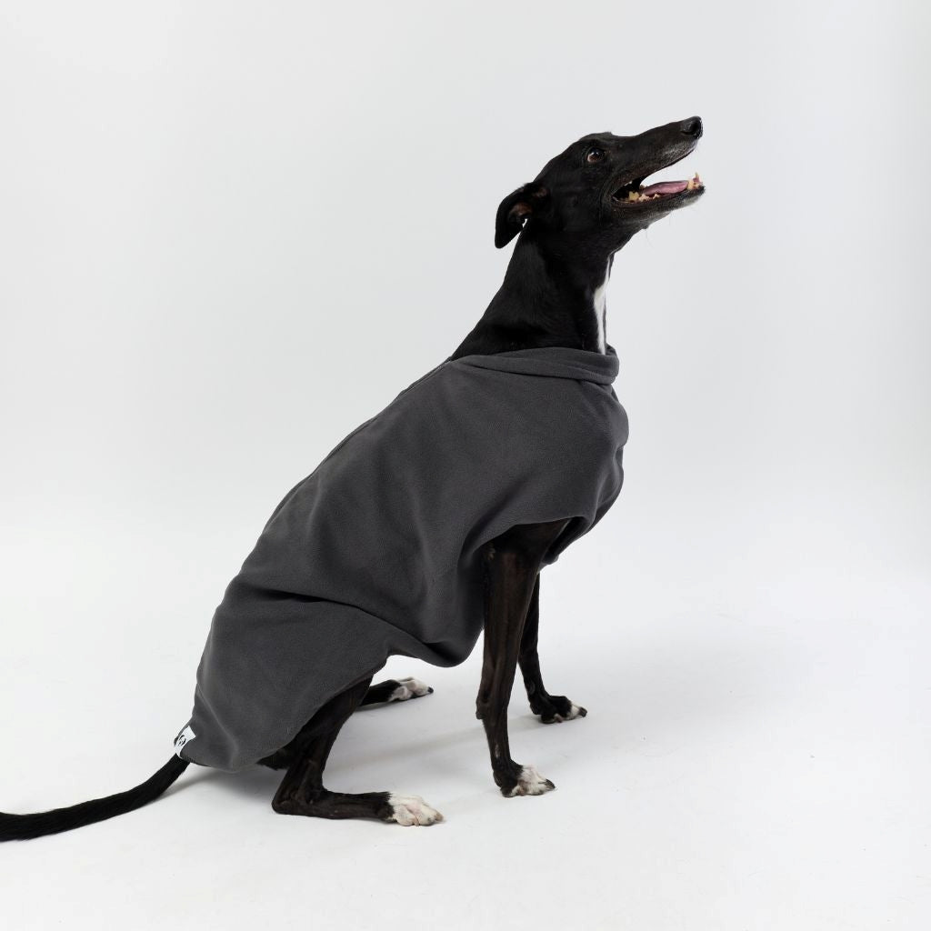 A greyhound wearing a Snoot Style Fleece Dog Coat.