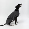 A greyhound wearing a Snoot Style Fleece Dog Coat.