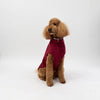 A Standard Poodle wearing a Snoot Style Fleece Dog Coat.