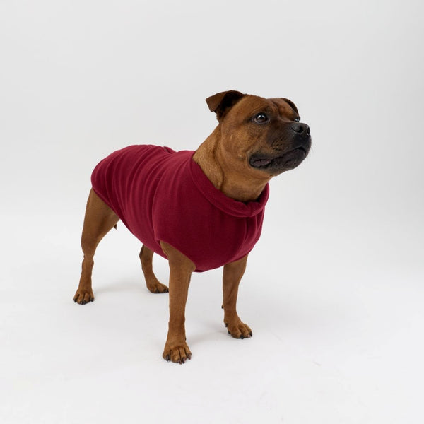 A Staffy wearing a Snoot Style Fleece Dog Coat.