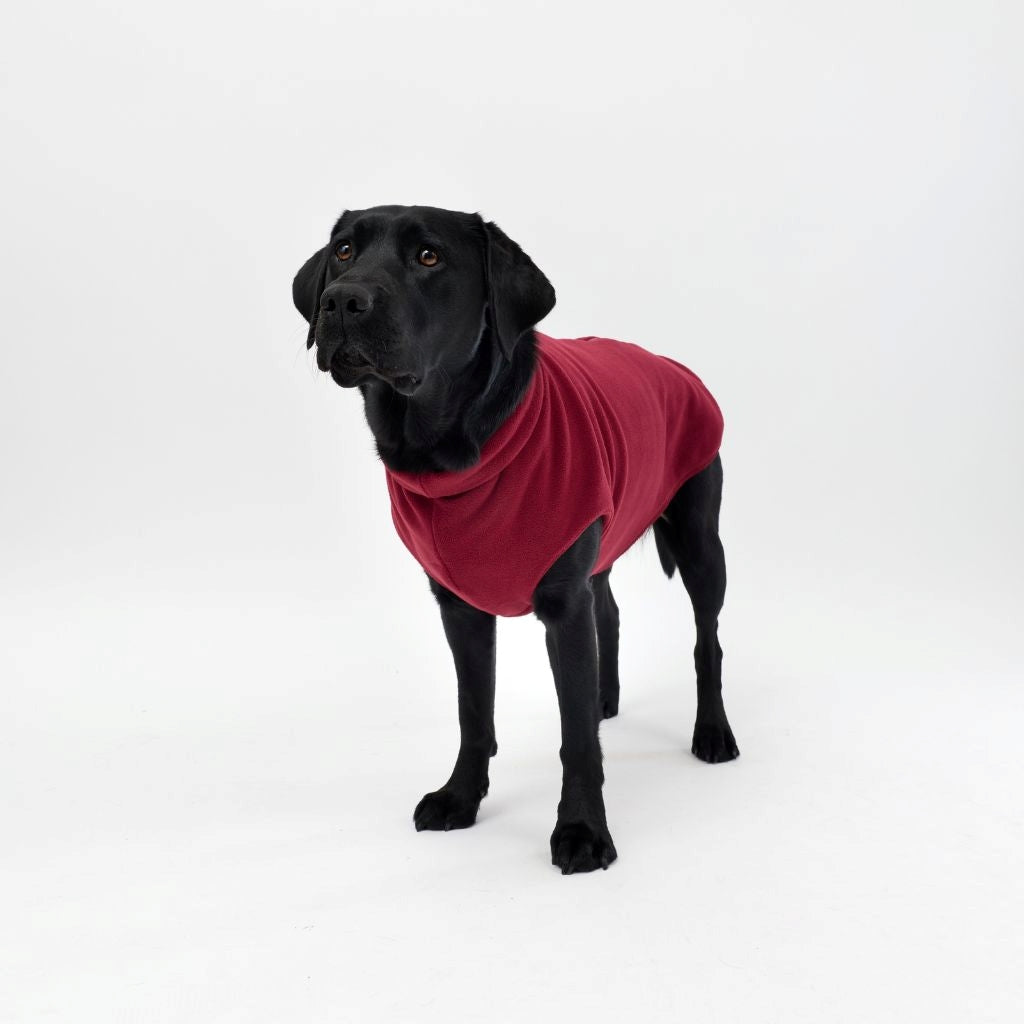 A Labrador wearing a Snoot Style Fleece Dog Coat.