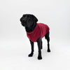 A Labrador wearing a Snoot Style Fleece Dog Coat.