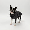 A small dog wearing a Snoot Style Fleece Dog Coat.
