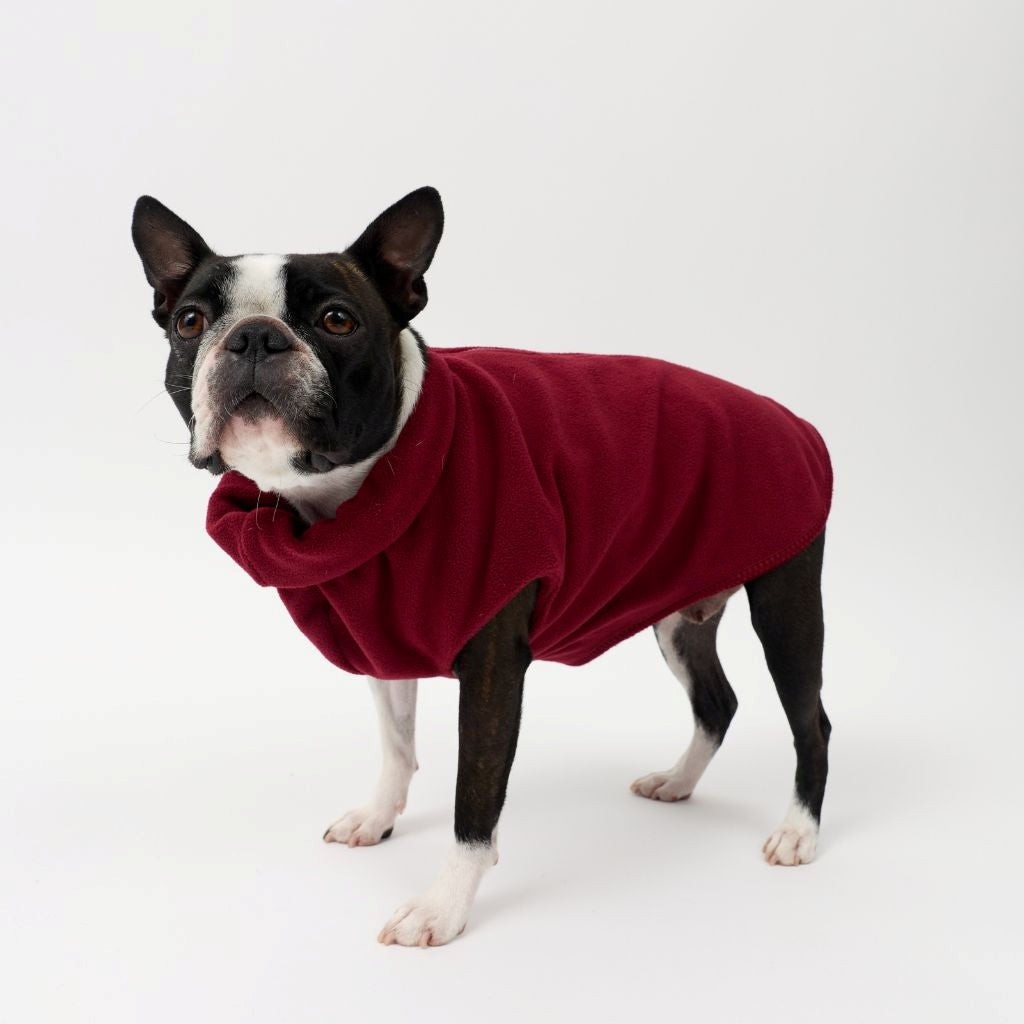A Small Dog wearing a Snoot Style Fleece Dog Coat.