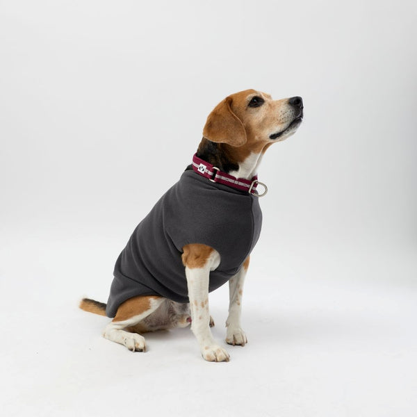 A medium dog wearing a Snoot Style Fleece Dog Coat.