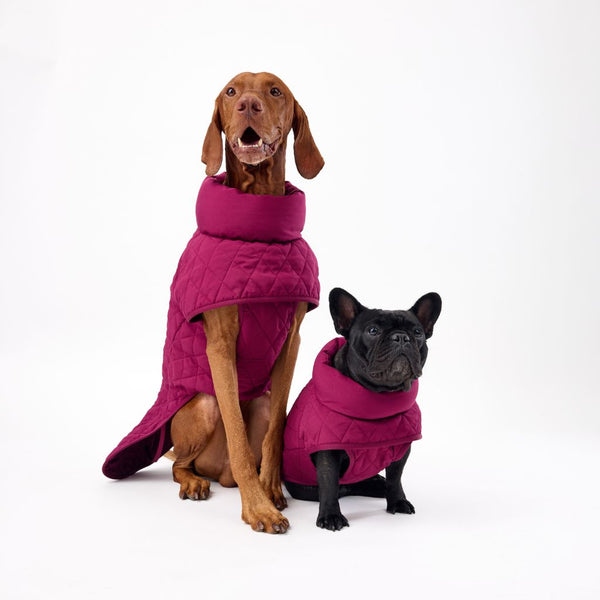 Best Fitting Dog Coats Snoot Style