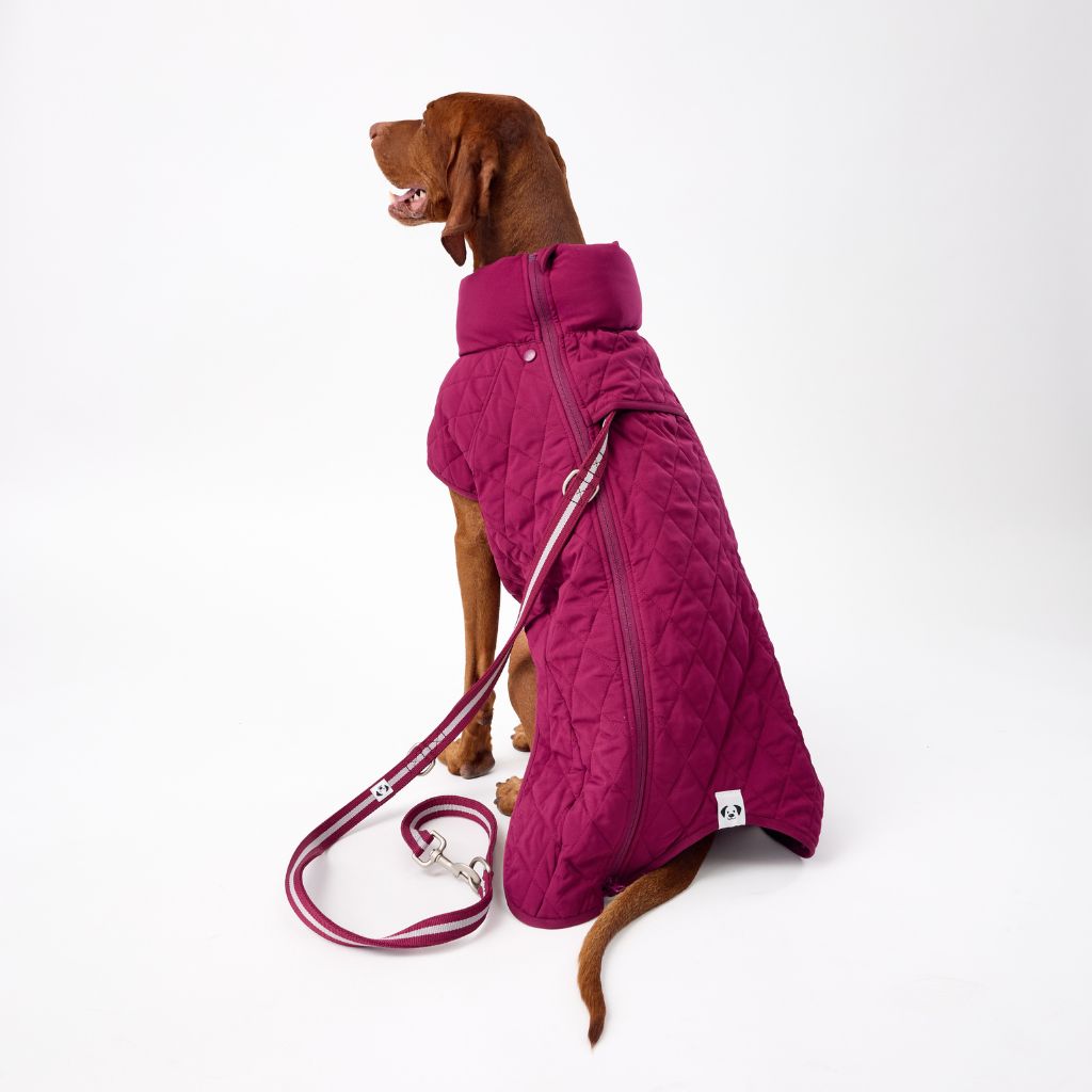Dog Coat with Harness Hole Snoot Style