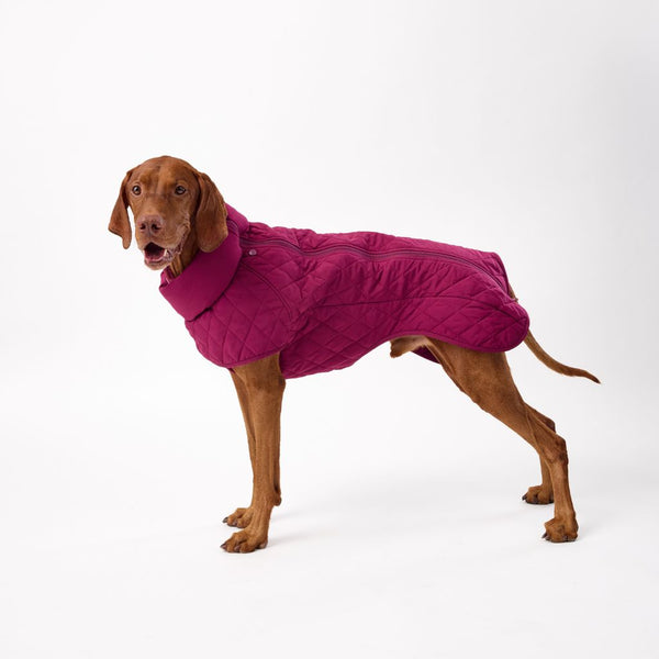 Best Fitting Dog Coats for Large Dogs Snoot Style