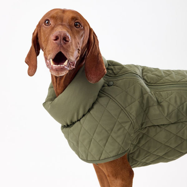 Winter Dog Coat Snoot Style