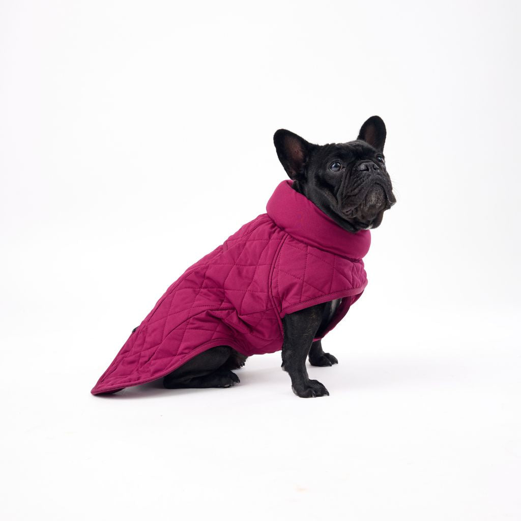 Warm Quilted Dog Coat Snoot Style