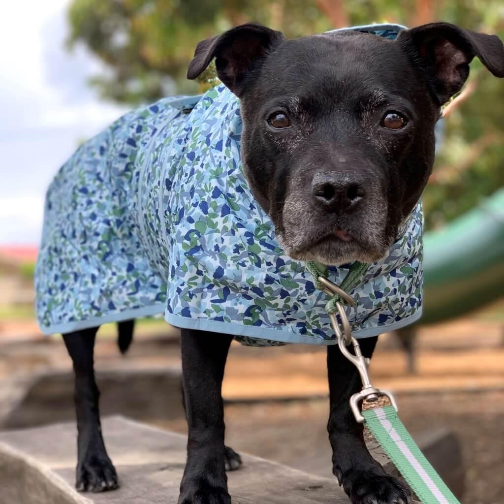A black staffy in the park wearing a Snoot Style Dog Raincoat.