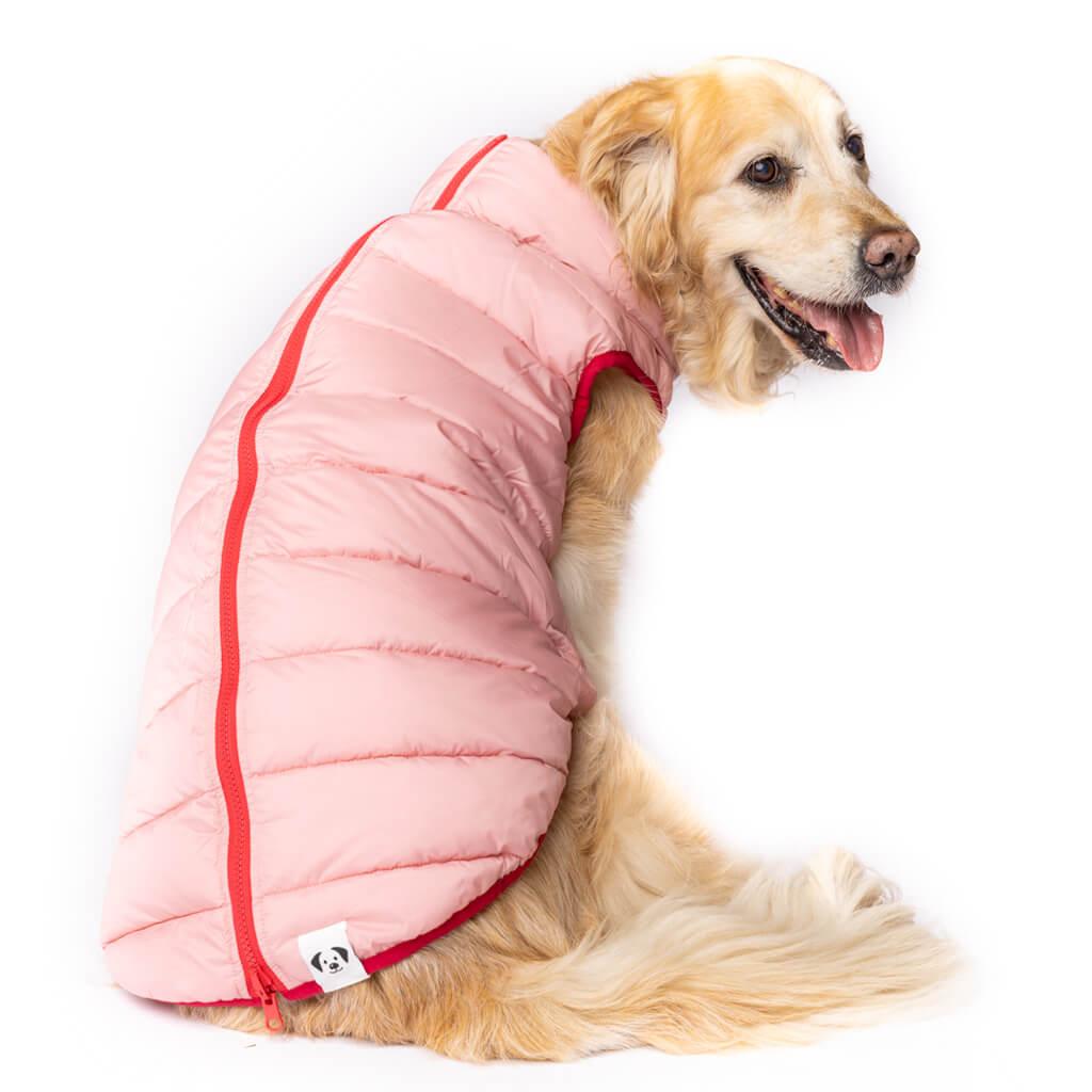 A golden Retriever wearing a pink dog puffer jacket.