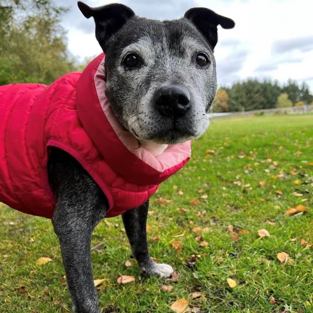 A dog in the park wearing a red dog puffer jacket.