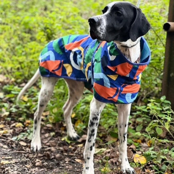 A Pointer Dog wearing a blue printed dog raincoat.