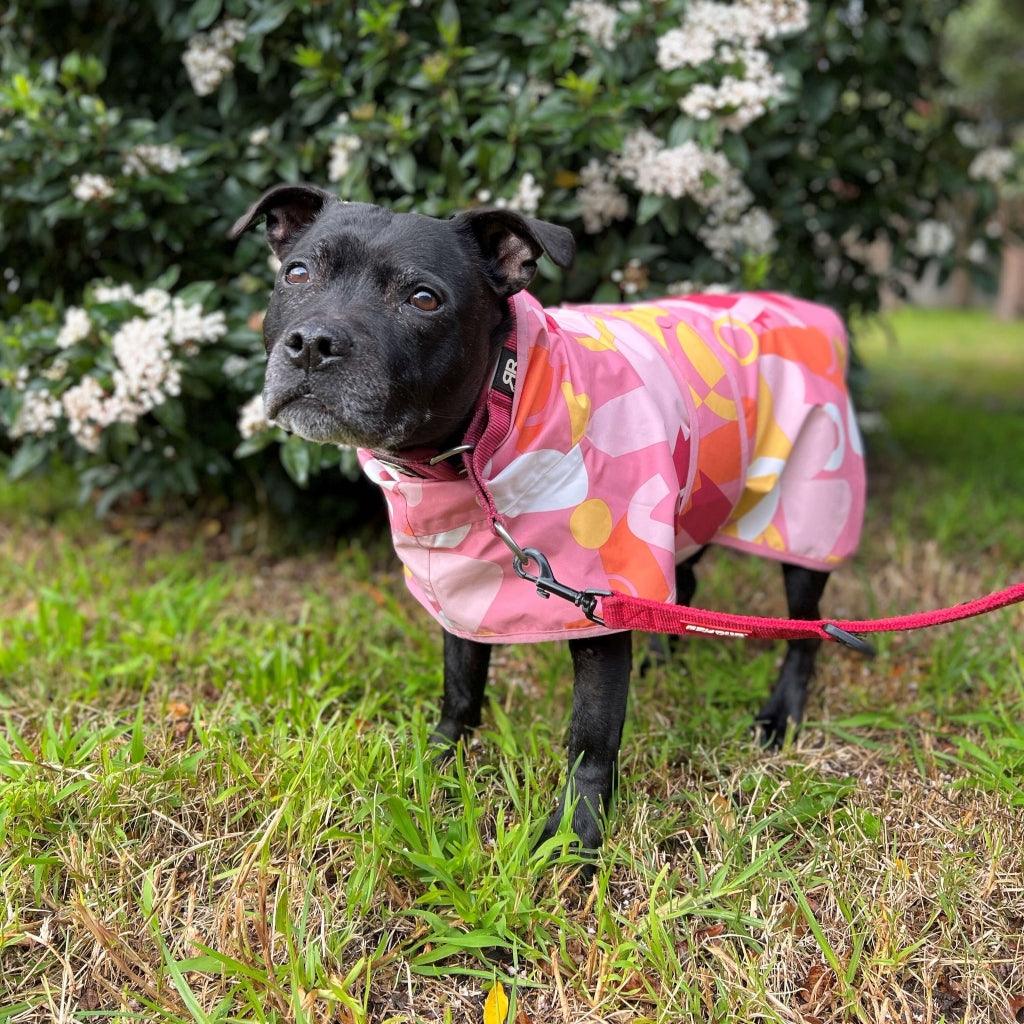 A Staffordshire Bull Terrier wearing a pink printed dog raincoat.
