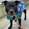 A Staffordshire Bull Terrier wearing a blue printed raincoat.