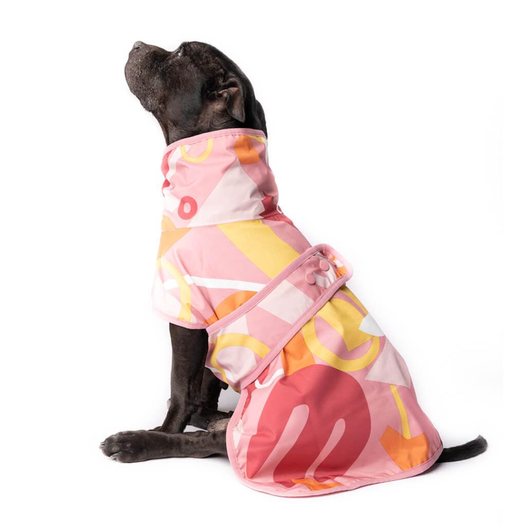 A Staffordshire Bull Terrier wearing a pink printed dog raincoat.