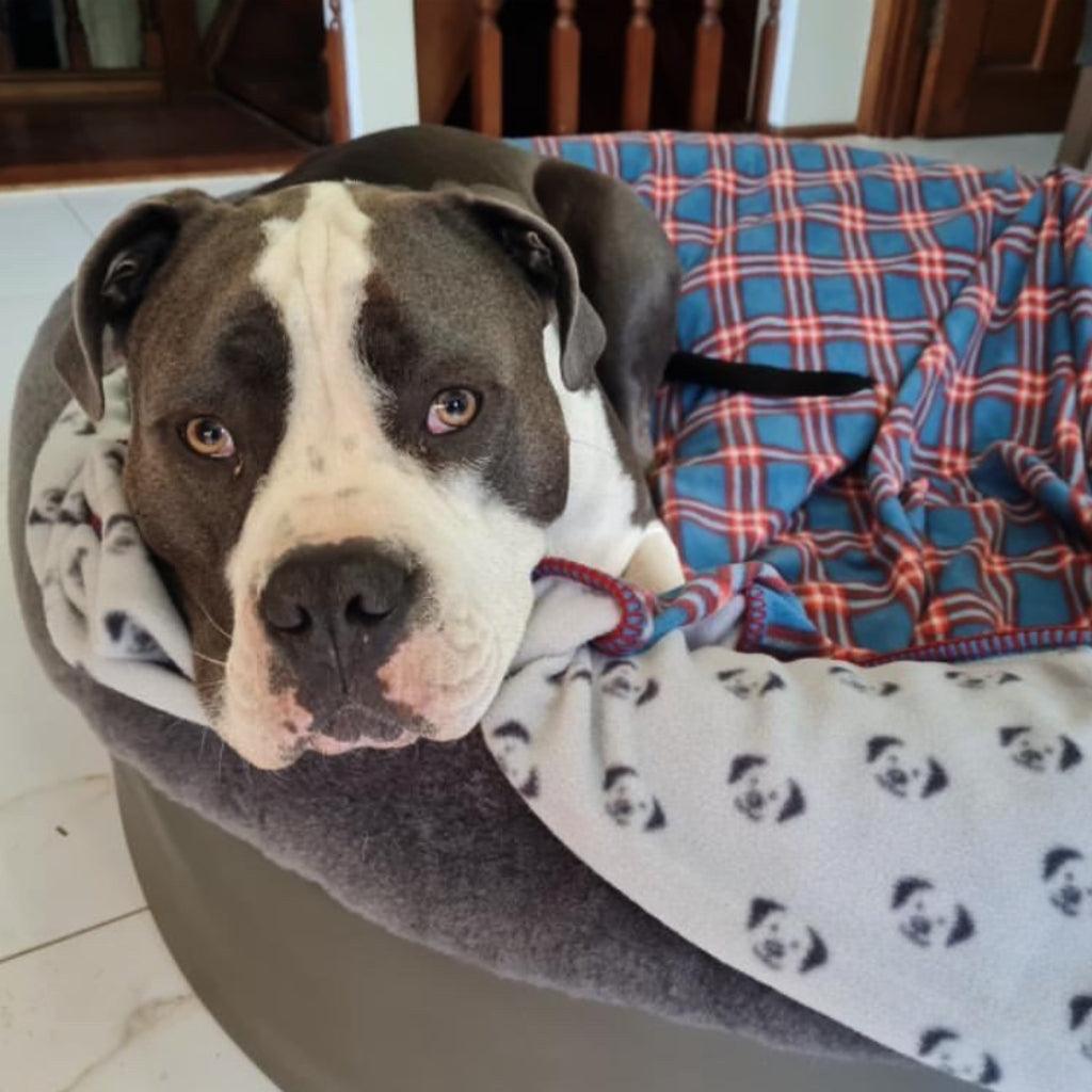 A dog is wrapped in a blue and red check blanket while in his dog bed.