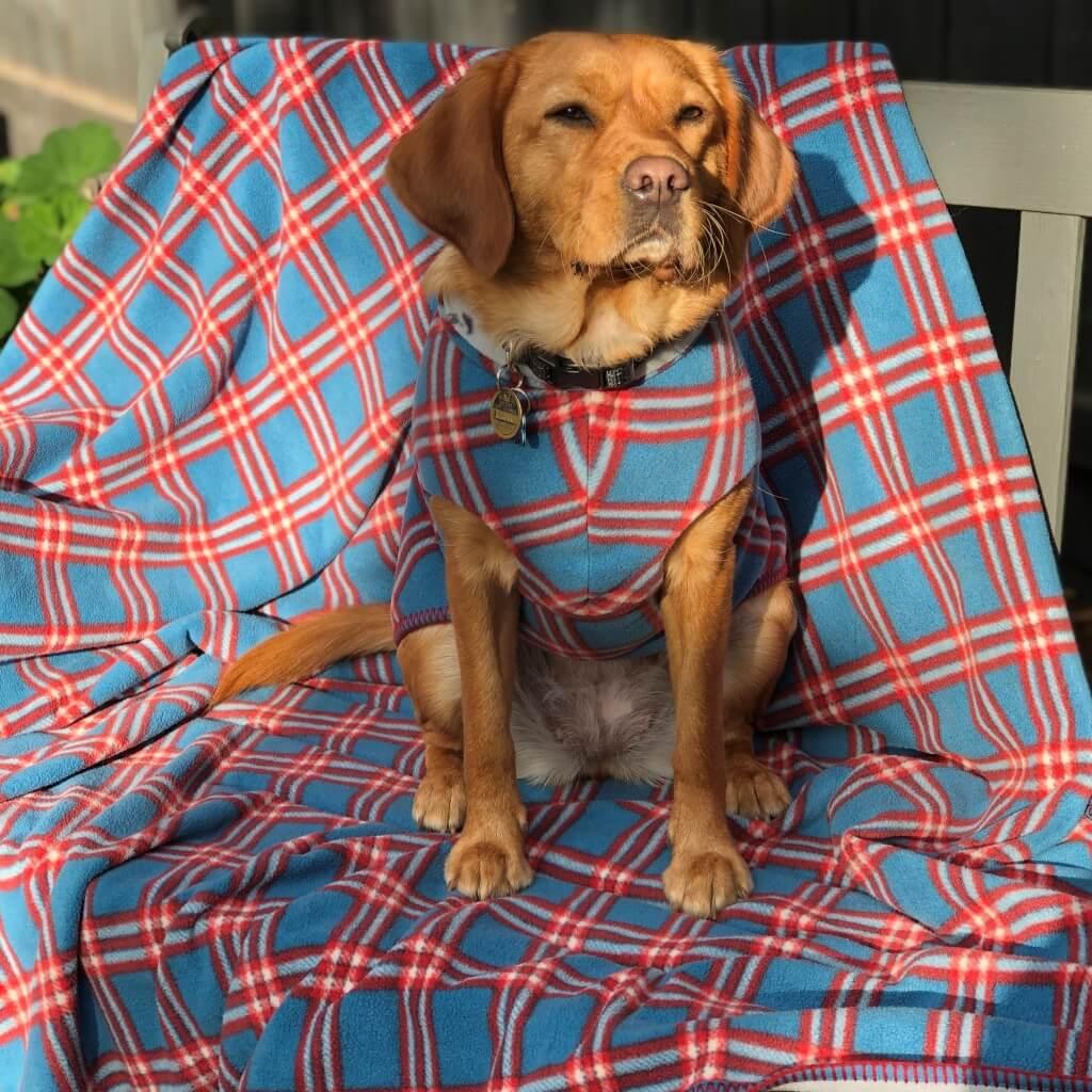 A dog is sitting on a bench in the sunshine. The dog is wearing a blue and red check dog coat, and sitting on a matcing blanket.