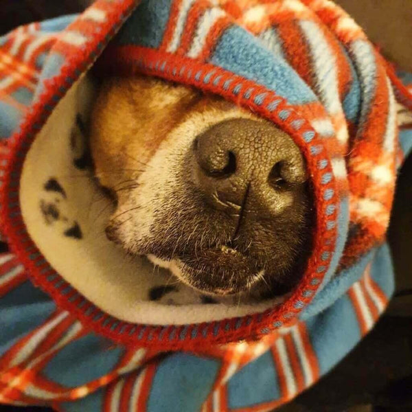 A dog is wrapped in a blue and red check fleece blanket. You can just see his nose.